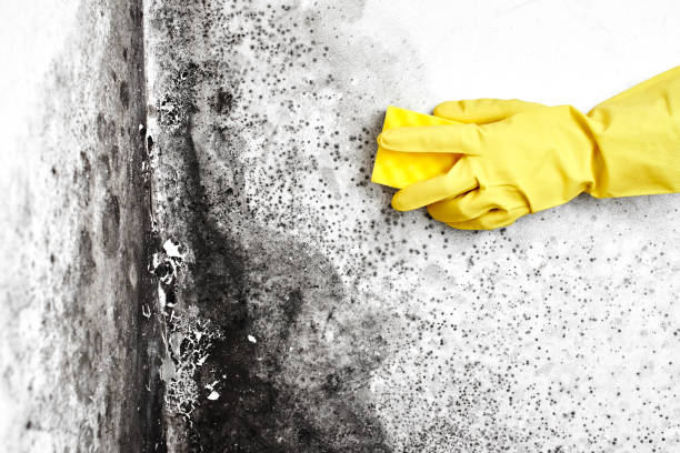 Best Attic Mold Removal  in Punta Gorda, FL
