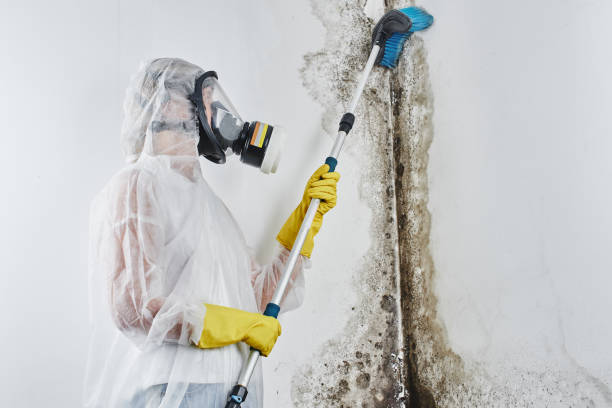 Best Certified Mold Removal  in Punta Gorda, FL