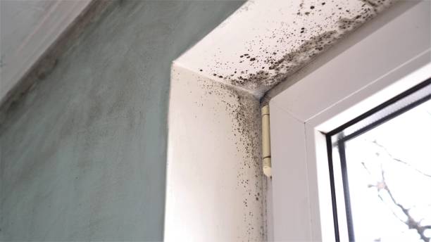 Best Office Mold Removal Services  in Punta Gorda, FL