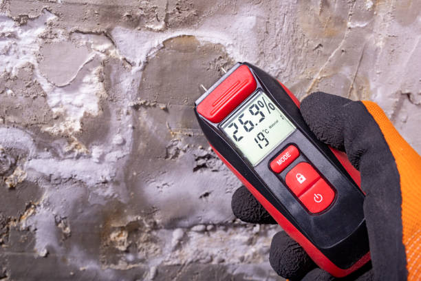 Best Commercial Mold Removal  in Punta Gorda, FL