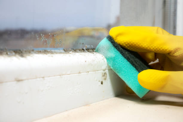 Best Emergency Mold Removal  in Punta Gorda, FL