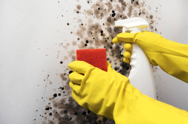 Best Professional Mold Removal  in Punta Gorda, FL