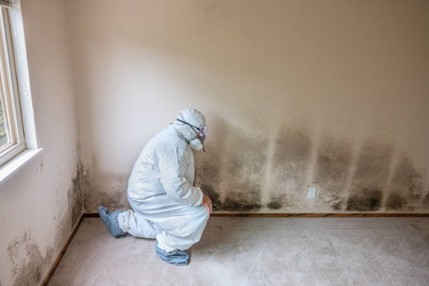 Mold Testing and Removal in Punta Gorda, FL
