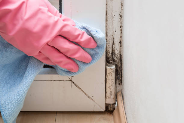 Best Residential Mold Removal  in Punta Gorda, FL