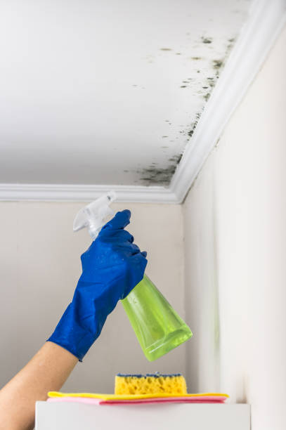 Best Mold Damage Repair  in Punta Gorda, FL
